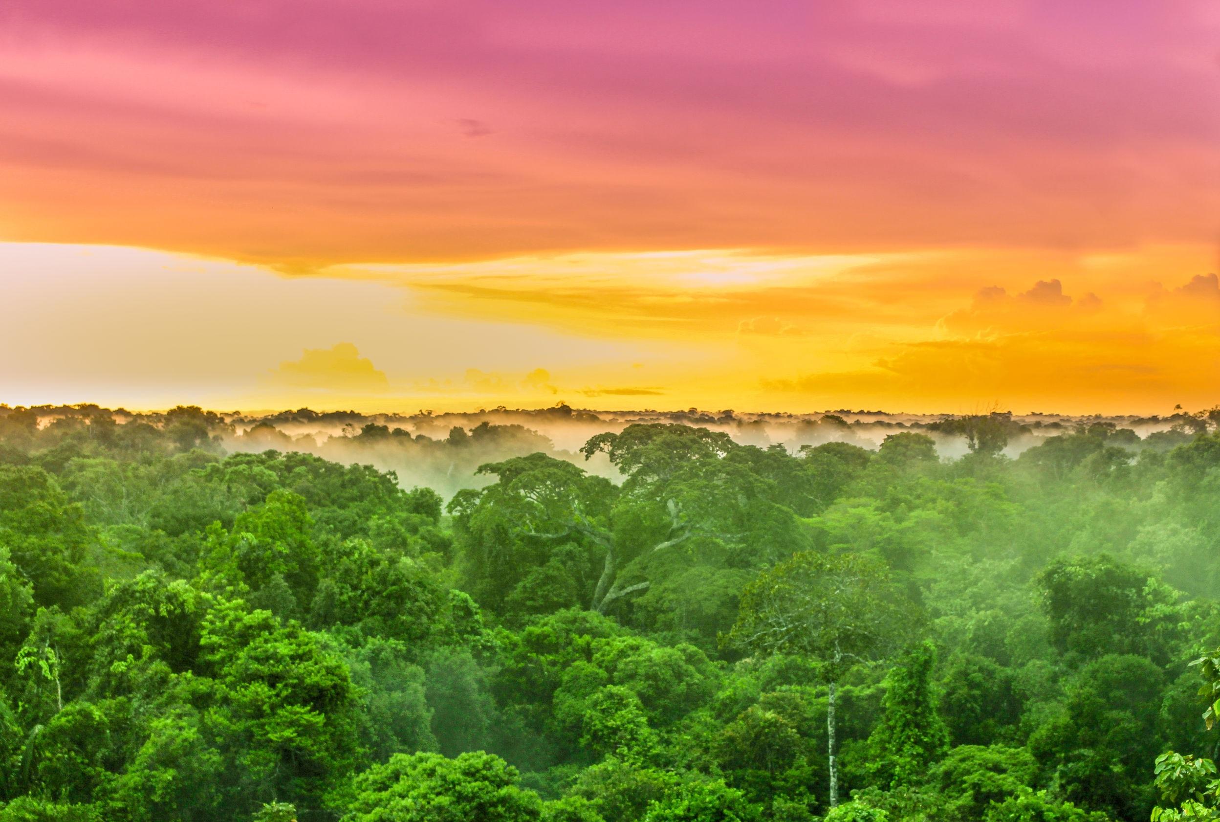foresta-amazzonica.jpg