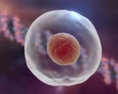 Video: La meiosi