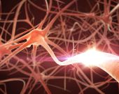 Video: Il Sistema nervoso