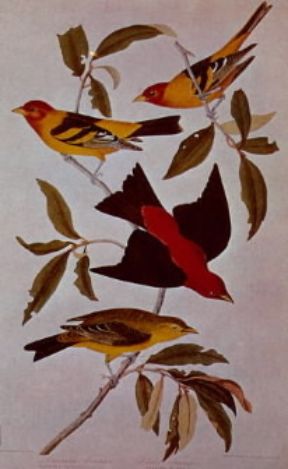 John James Audubon. Disegno tratto da The Birds of America.De Agostini Picture Library