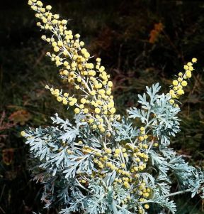 Assenzio. Fiori di Artemisia absinthium. De Agostini Picture Library / Archivio B