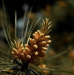 Conifere. Infiorescenze maschili di pino strobo.De Agostini Picture Library / Archivio B