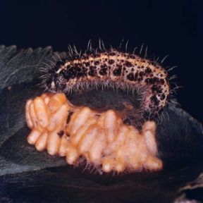 Apanteles. Larva di Apantales glomeratus.De Agostini Picture Library