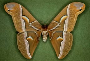 Attaco dell'ailanto. Farfalla di Philosamia cynthia.De Agostini Picture Library / Archivio B