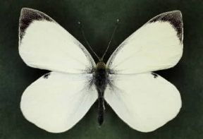 Cavolaia. Un esemplare di Pieris brassicae.De Agostini Picture Library/ Archivio B