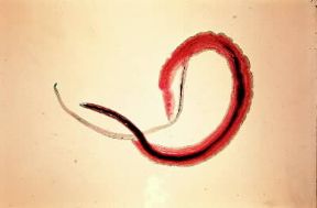 Schistosoma. Maschio e femmina di Schistosoma haematobium visti al microscopio.De Agostini Picture Library