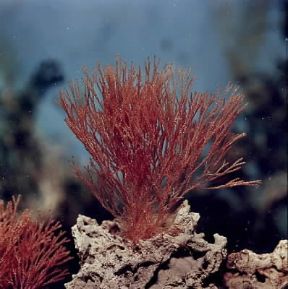 Briozoi. Bugula neritina nel suo ambiente naturale.De Agostini Picture Library