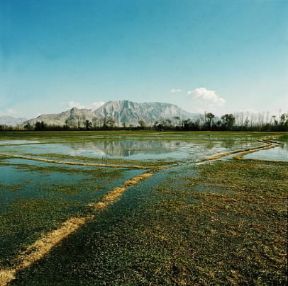Iran . Una vasta distesa di risaie nella regione di Esfahan.De Agostini Picture Library/N. Cirani