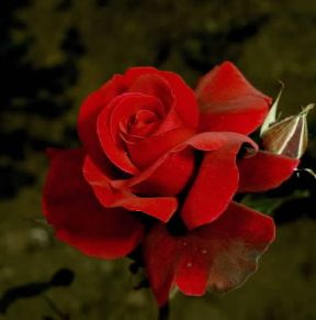 Rosa. Splendido esemplare di rosa rossa.De Agostini Picture Library / 2 P