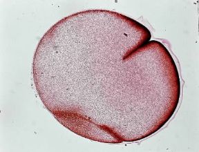 Embrione. Processo di segmentazione dell'uovo fecondato di rana. Seconda divisione.De Agostini Picture Library/E. Giovenzana