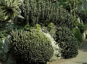 Euforbia. Alcune specie di euforbie succulente.De Agostini Picture Library/2P