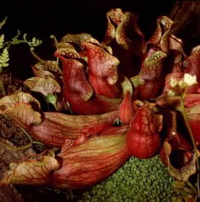 Sarracenia. Esemplare di Sarracenia purpurea.De Agostini Picture Library / 2 P