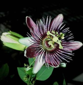 Passiflora . Fiore di Passiflora caerulea.De Agostini Picture Library/2P