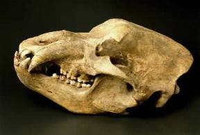 Quaternario. Cranio dell'orso Ursus spelaeus.De Agostini Picture Library/G. Cigolini