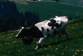 Alpeggio. Mucca in un alpeggio svizzero.De Agostini Picture Library/A. Vergani