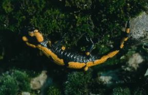 Anfibi. Esemplare di salamandra pezzata.De Agostini Picture Library/E. Vigo