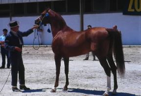 Cavallo arabo. Un esemplare di cavallo arabo.De Agostini Picture Library/S. Vannini