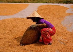 Malaysia. Setacciamento del riso presso la penisola di Malacca.De Agostini Picture Library/S. Prato