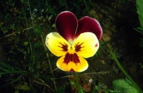 Viola. Un fiore della Viola tricolor hortensis.De Agostini Picture Library/M. Giovanoli