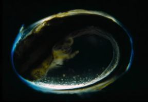 Anfibi. Embrione di Triturus cristatus.De Agostini Picture Library