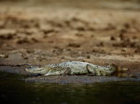 Caimano. Esemplare di caimano dagli occhiali (Caiman crocodylus).De Agostini Picture Library/P. Jaccod