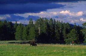 Parco Nazionale di Yellowstone. Veduta del parco piÃ¹ vasto del Paese dove gli animali circolano liberamente.De Agostini Picture Library/W. Buss