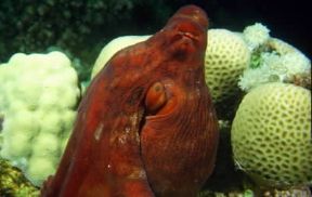 Cefalopodi. Esemplare di polpo (Octopus).De Agostini Picture Library