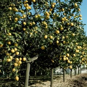 Limone (Citrus limonum).De Agostini Picture Library/2P