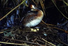 Svasso maggiore (Colymbus cristatus); l'animale si costruisce un nido galleggiante dove depone 3-5 uova.De Agostini Picture Library