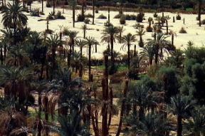 Sahara. Palmeti in un'oasi.De Agostini Picture Library / G. e T. Baldizzone