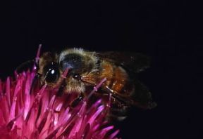 Impollinazione . Esempio di impollinazione zoofila a opera di un'ape.De Agostini Picture Library/F. Bertola