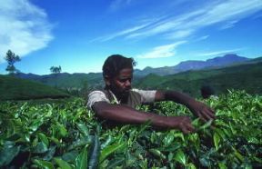 India . Contadino al lavoro in una piantagione di tÃ¨ nello Stato del Kerala.De Agostini Picture Library/V. Degrandi