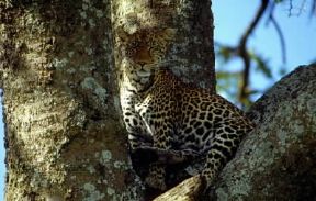 Leopardo (Panthera parduso Felix pardus).De Agostini Picture Library/F. Galardi