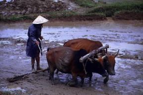 Repubblica Socialista del Viet Nam. Un momento della coltivazione del riso, elemento base dell'alimentazione del Paese.De Agostini Picture Library/C. Sappa