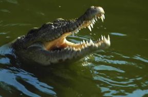 Rettili. Esemplare di coccodrillo marino gigante (Crocodylus porosus).De Agostini Picture Library/Dani-Jeske