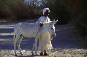 Sudan. Il patrimonio zootecnico del Paese Ã¨ considerevole nonostante la povertÃ  dell'acqua.De Agostini Picture Library/C. Sappa