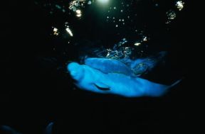 Beluga. (Delphinapterus leucas) Balena bianca appartenente all'ordine dei cetacei, alla classe dei mammiferi e alla famiglia dei monodontidi.De Agostini Picture Library/C. Dani - I. Jeske