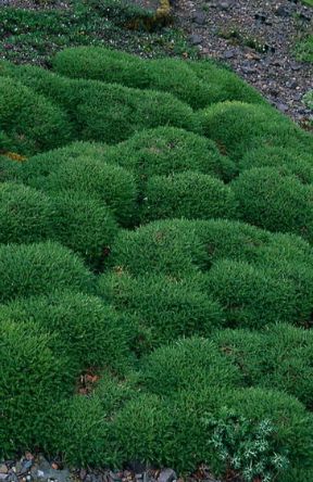 Piante officinali: l'astragalo. Piante officinali. Esemplare di astragalo (Astragalus angustifolius). Caratteristico soprattutto dei suoli montani, è utilizzato come foraggio, nei preparati farmaceutici e chimici, oltre che nell'industria alimentare.