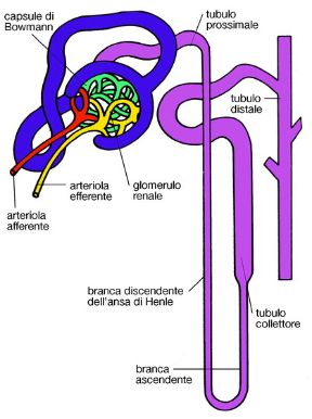 Illustrazione dei nefroni. Nefrone. I nefroni, che nell'uomo superano il milione in ciascun rene, risultano costituiti dal corpuscolo renale o glomerulo di Malpighi, e da un tubulo urinifero.