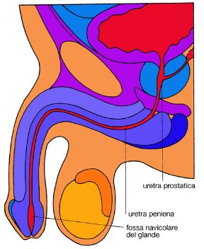 Illustrazione delle vie urinarie maschili. Nefrourinario apparato. La figura illustra le vie urinarie nel maschio: sono visibile l'uretra prostatica, l'uretra peniena e la fossa navicolare del glande. 