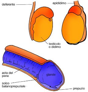 Gli organi genitali maschili. Apparato riproduttore maschile. Gli organi genitali maschili sono rappresentati dai testicoli o didimi, in posizione extraddominale, dal pene, organo erettile, e dalla prostata.