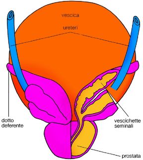 Illustrazione della prostata. Apparato genitale maschile. La prostata è un organo muscolo-ghiandolare che avvolge il primo tratto dell'uretra, nella quale, durante l'eiaculazione, riversa le secrezioni delle sue ghiandole.