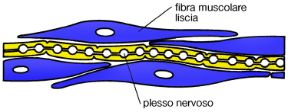 Illustrazione del sistema nervoso. Sistema nervoso periferico. Il sistema nervoso è formato da 12 paia di nervi cranici, e da 31 paia di nervi spinali che, appena usciti dalla colonna vertebrale, formano un ramo dorsale diretto ai muscoli e ai tegumenti, e un ramo anteriore il quale scambia fibre con altri nervi spinali formando i plessi nervosi.