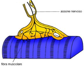 Illustrazione della placca motrice. Sistema nervoso. La placca motrice è una formazione rotondeggiante situata nella compagine di un muscolo, nel punto in cui la terminazione di una fibra nervosa motrice viene a contatto con una fibra muscolare. 