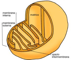 I mitocondri sono le centrali energetiche della cellula. Biologia. I mitocondri sono le centrali energetiche della cellula in quanto producono l'energia necessaria per molte funzioni cellulari quali il movimento, il trasporto di sostanze ecc.
