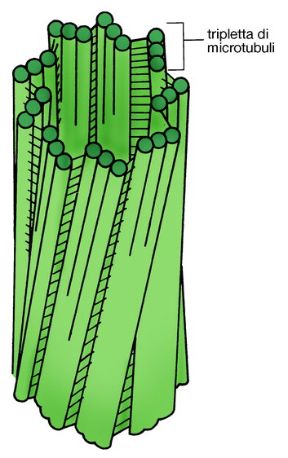 Illustrazione del citoscheletro. Biologia. Il citoscheletro è una matrice fibrosa che costituisce la struttura organizzata del citoplasma. I suoi principali componenti sono i microtubuli, i filamenti di actina e i filamenti intermedi. L'associazione di microtubuli nella cellula è svolta da strutture specializzate come il centrosoma, costituito in genere da una coppia di centrioli.
