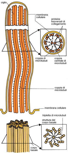 Illustrazione di ciglia e flagelli. Biologia. Le ciglia e i flagelli sono sottili appendici filiformi in grado di muoversi, che si presentano sulla superificie di alcune cellule. Sono strutturati in un fascio di microtubuli paralleli.