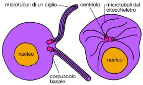 Illustrazione dei corpuscoli basali. Biologia. I corpuscoli basali sono strutture cellulari dotate di un'organizzazione simile a quella dei centrioli e funzionano da impianto per l'organizzazione di ciglia e flagelli.