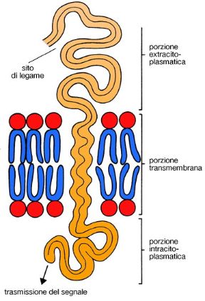 Le segnalazioni tra cellule. Biologia. In genere, le proteine di membrana con caratteristiche di recettori sono molecole che attraversano la membrana cellulare mettendo in comunicazione lo spazio extracellulare con l'interno della cellula.