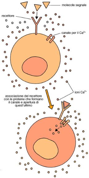 Ruolo dei secondi messaggeri. Biologia. Quando le informazioni non riescono a superare la membrana cellulare, i segnali interni alla cellula sono trasportati da alcune piccole molecole proteiche (secondi messaggeri).